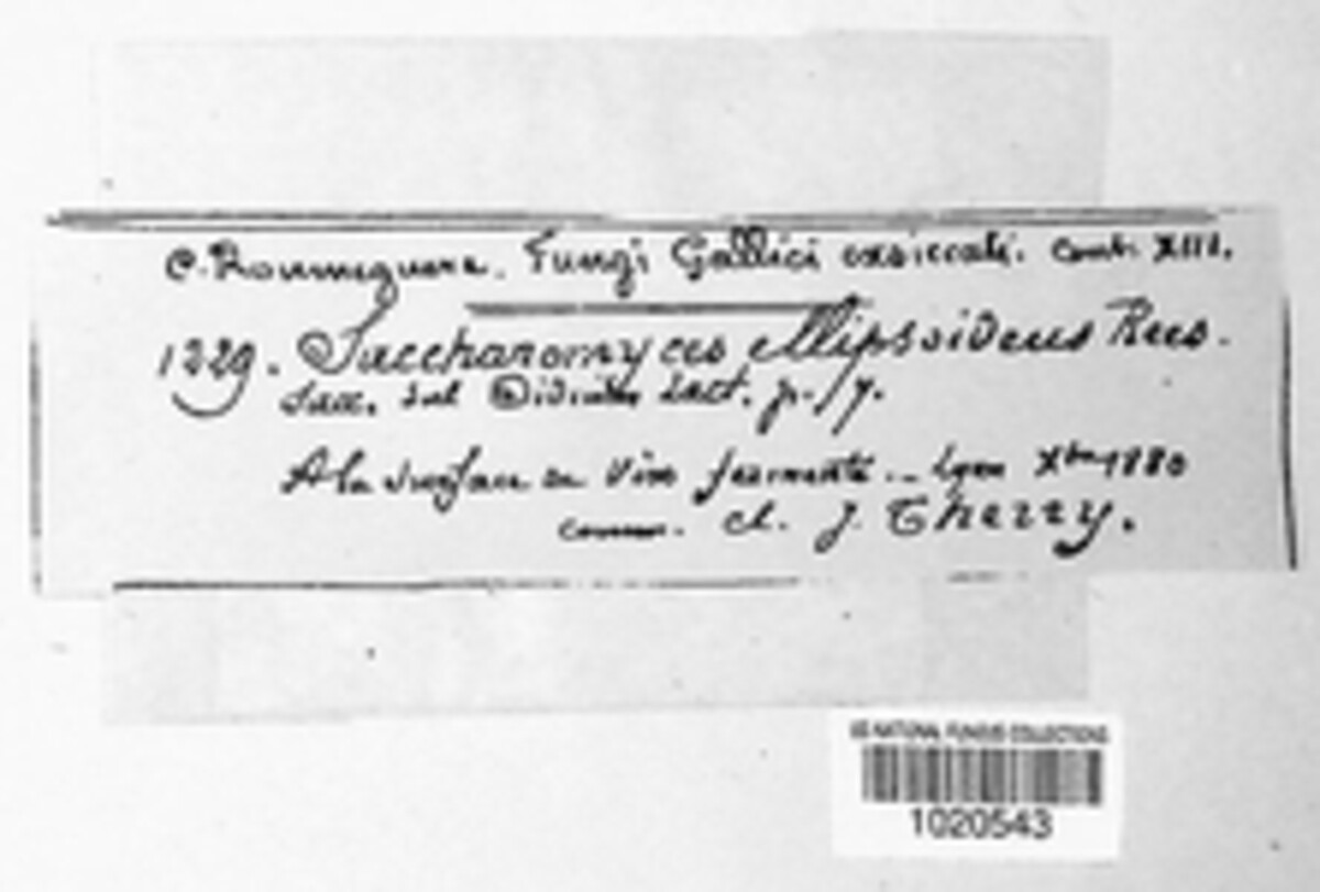 Saccharomycetaceae image